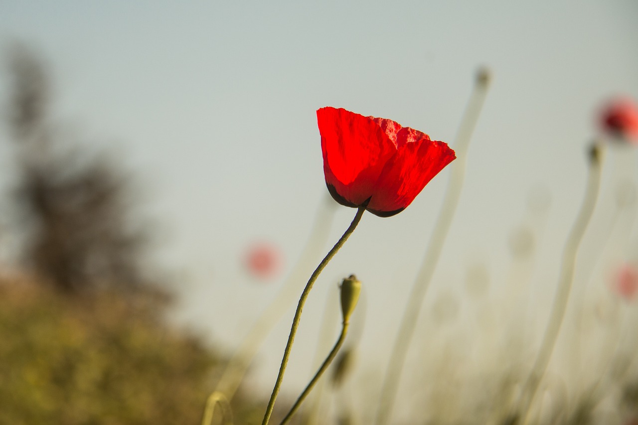 南非疫情最新动态，挑战与应对策略更新