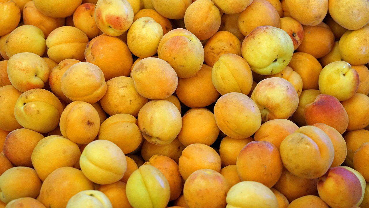 杏树最新产品探索与发现之旅