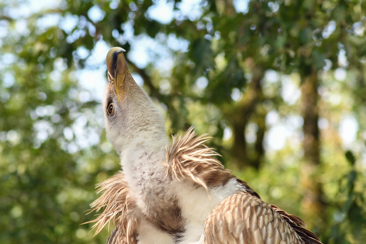 美股最新动态，市场走势、影响因素及前景展望全解析
