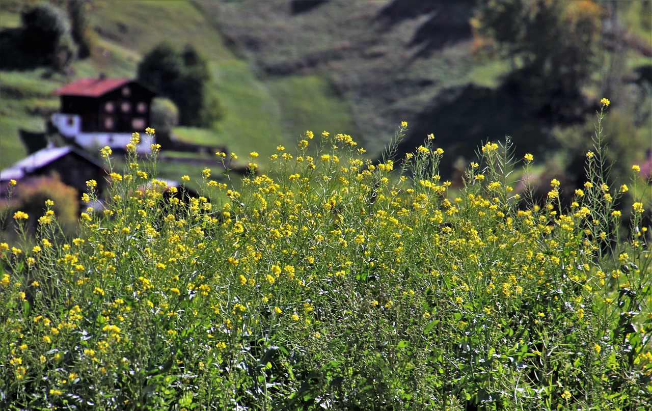 金回收价最新动态，市场趋势与影响因素深度解析
