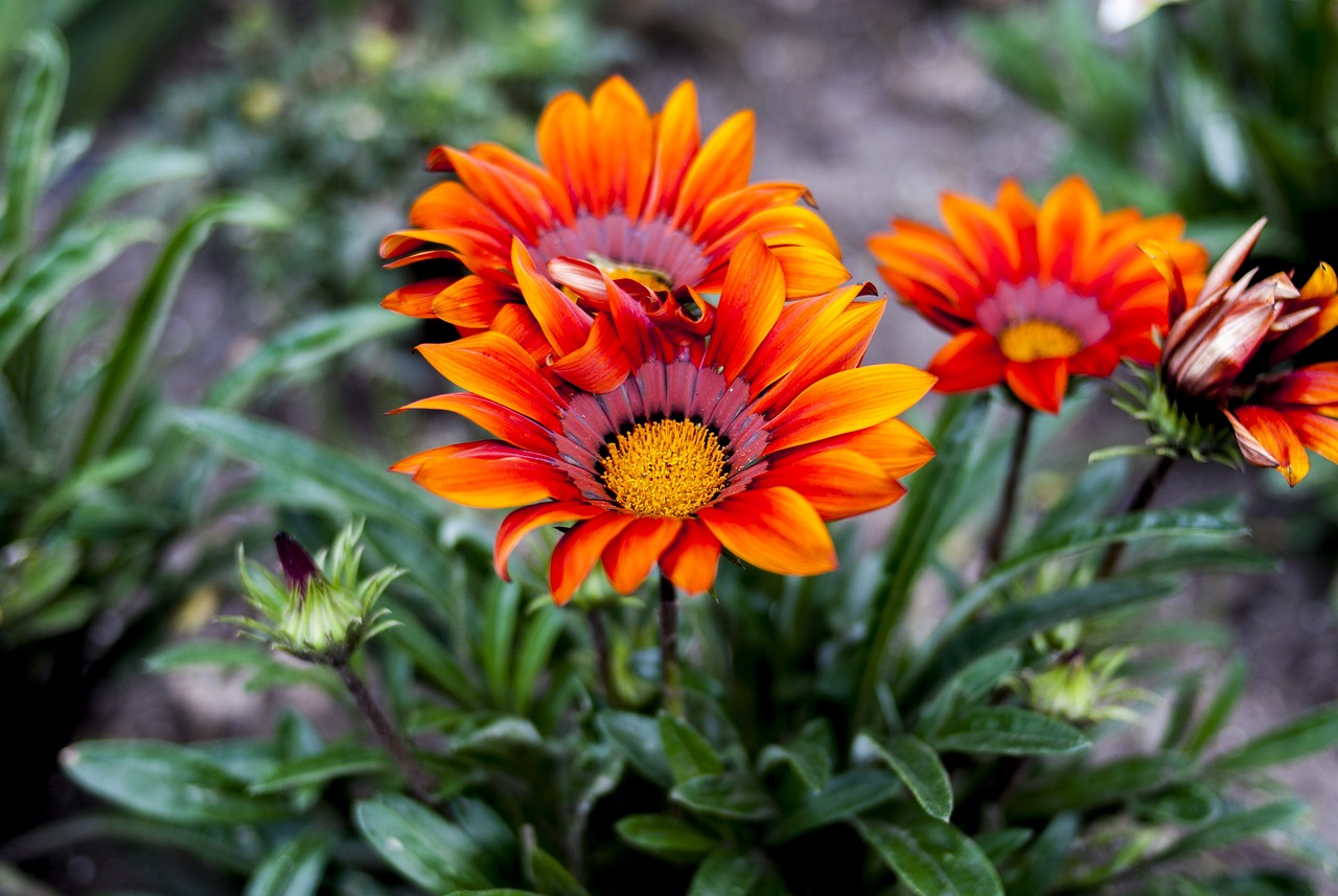 山西火灾最新信息全面解析与动态更新