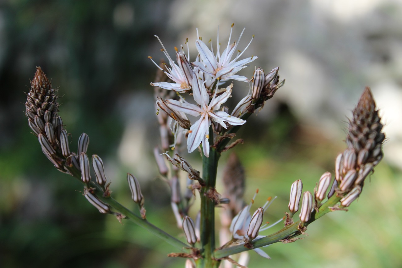 全球航空疫情最新动态,挑战与应对策略的探讨