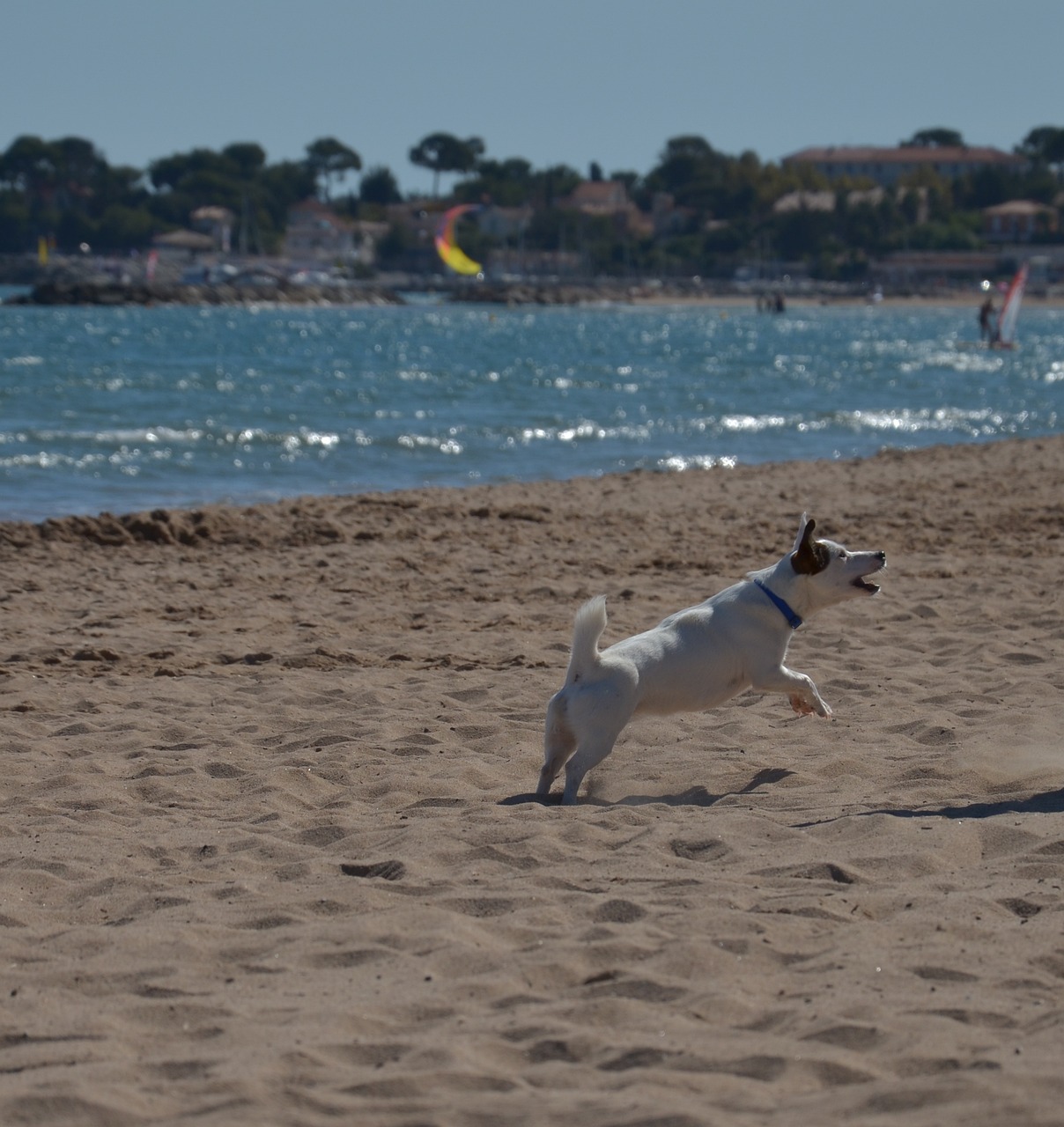 最新海王捕鱼，探索海洋深处的魅力之旅
