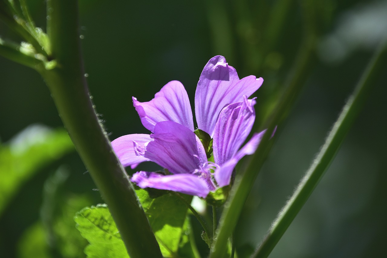 德普家暴最新动态,真相与谣言的较量揭秘