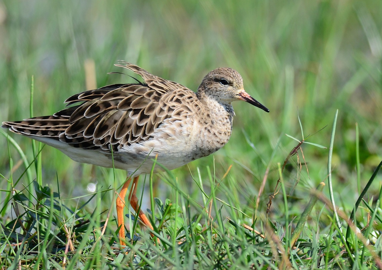 重庆景区最新概览,最新动态与旅游指南