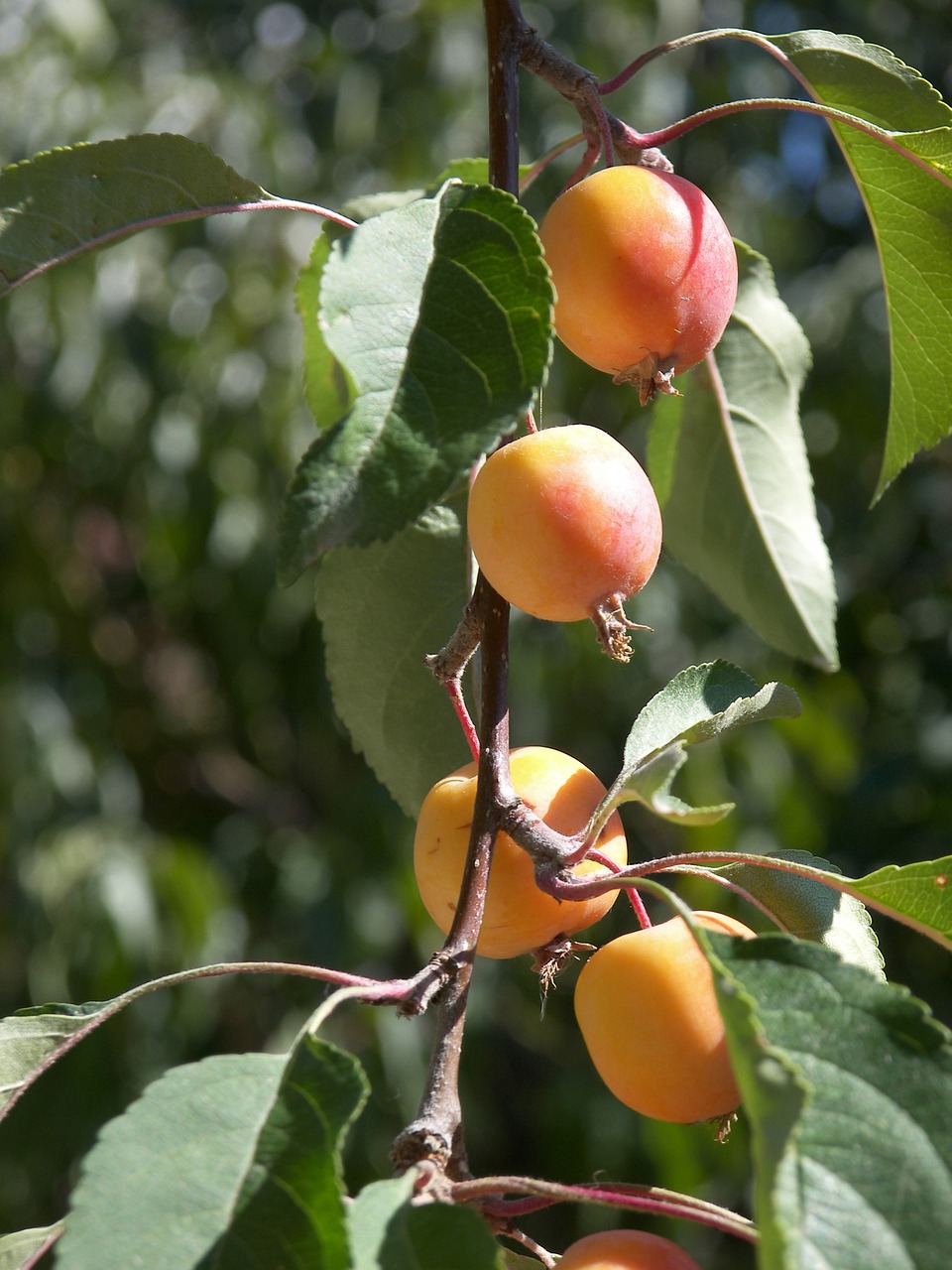 澳门苹果13最新动态及趋势分析