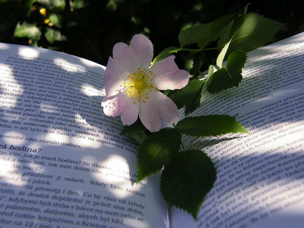 阅文合同最新动态,更新内容与影响分析