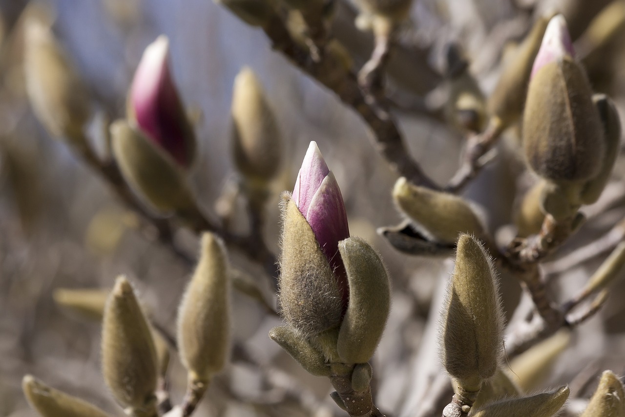 马来西亚高铁最新进展报告更新,最新动态揭秘高铁建设进展