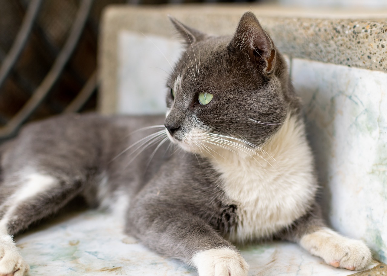 最新小猫咪萌态十足,令人陶醉心扉