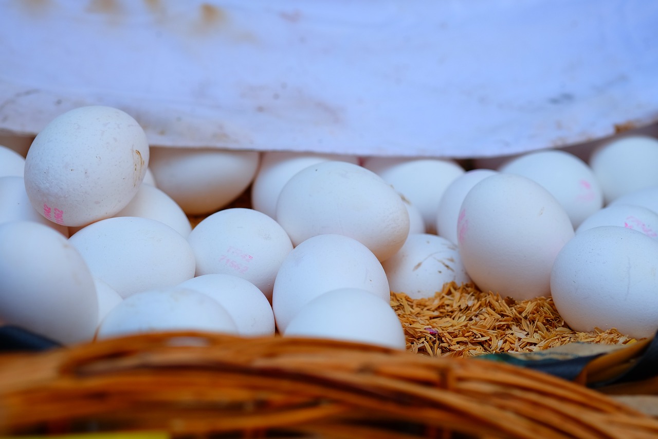 杭州蛋壳最新动态,探索未来发展趋势与前景展望