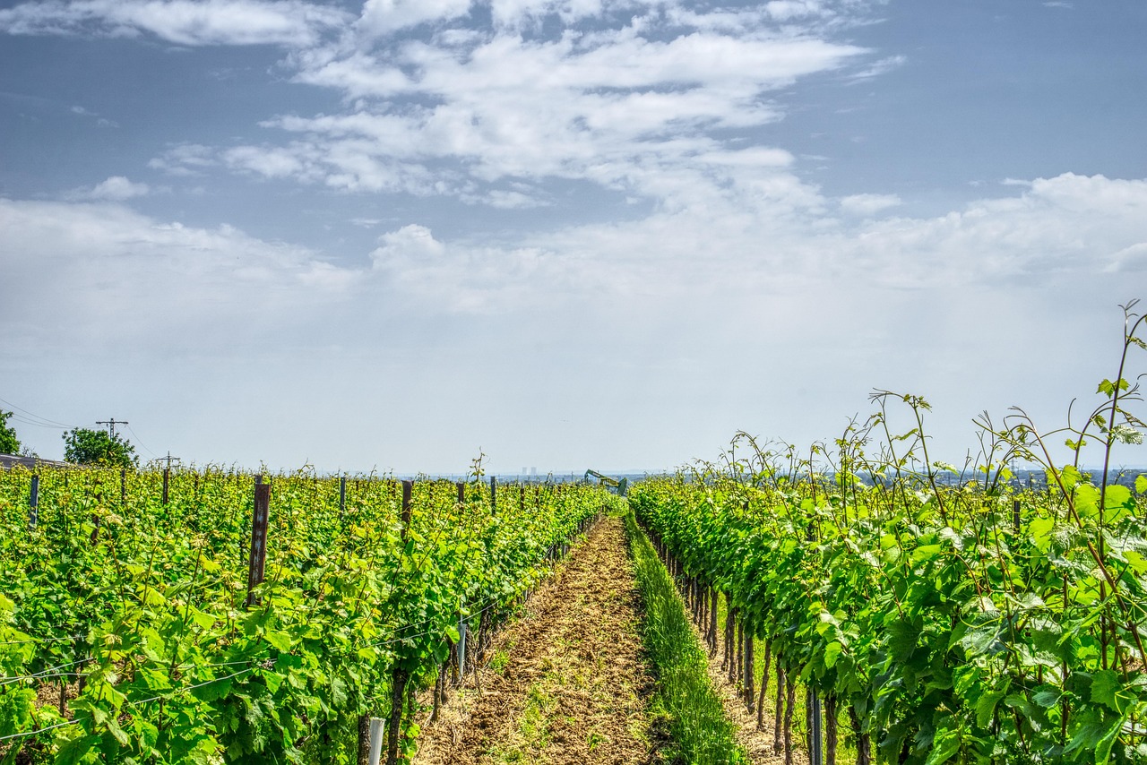 植树节最新活动,绿色行动引领可持续发展之路