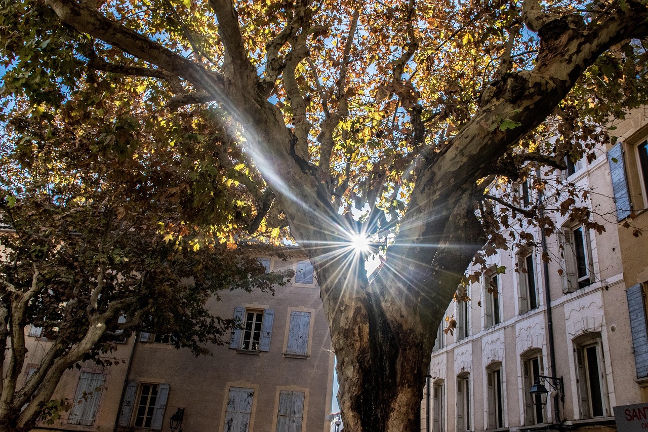 江晓骊姬最新动态揭秘,探索未知,光芒四射