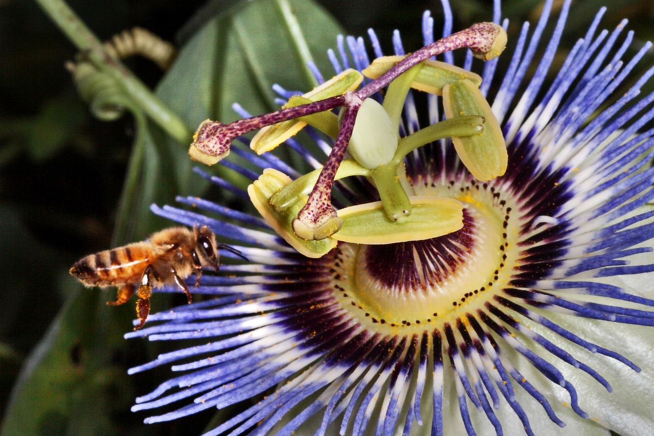 黄之蜂最新动态，探索未知，砥砺前行