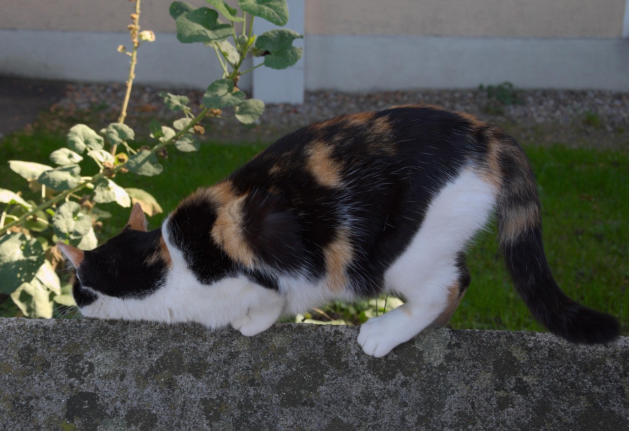 探索猫咪网页最新域名，无限乐趣的猫的世界