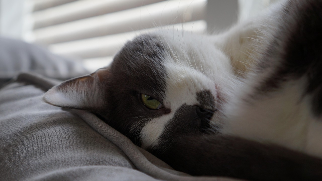 探索猫咪网页最新域名,无限乐趣的猫的世界