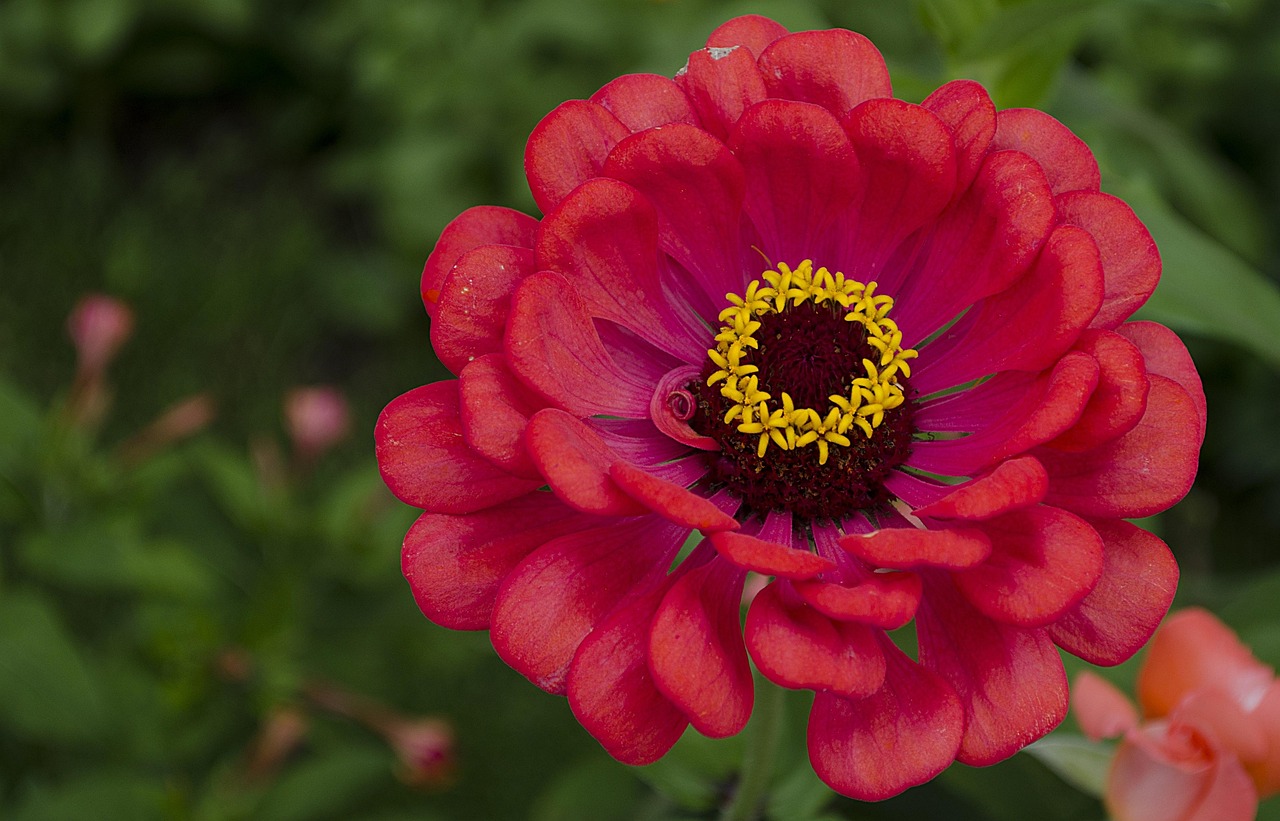 芷阳花巷,新生活与艺术交融的奇迹——最新动态与绽放之美