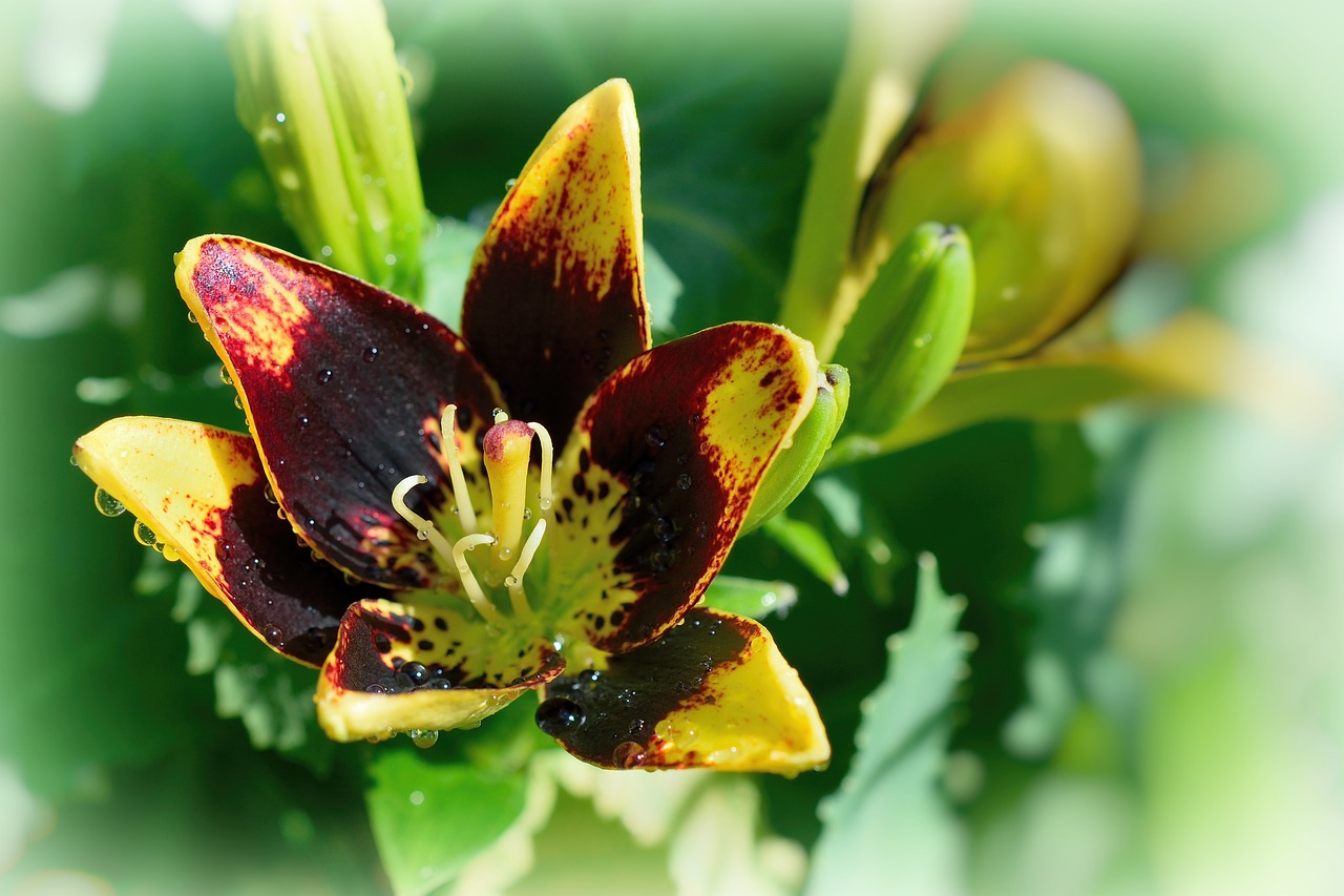 花花最新版,花花最新版，探索美的无限可能