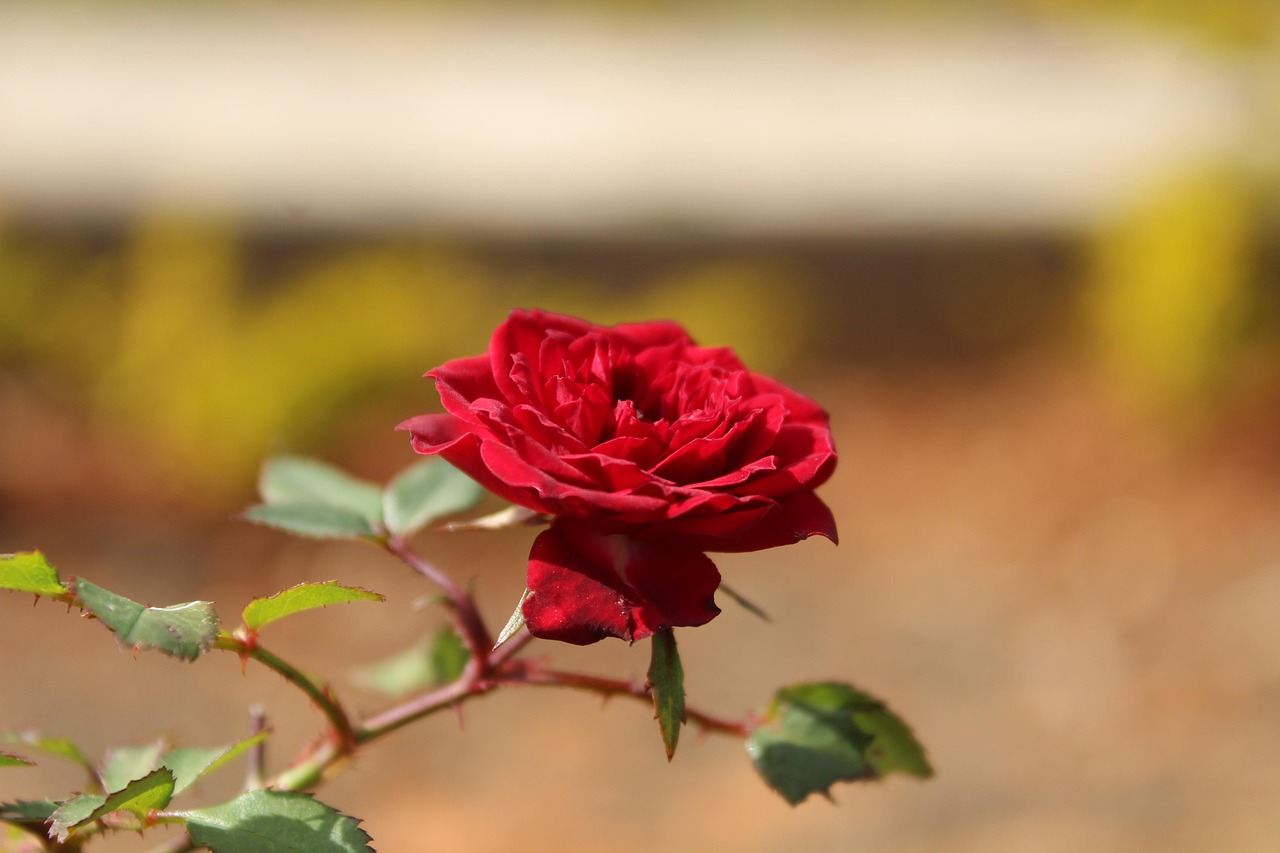 我见玫瑰盛开的新篇章