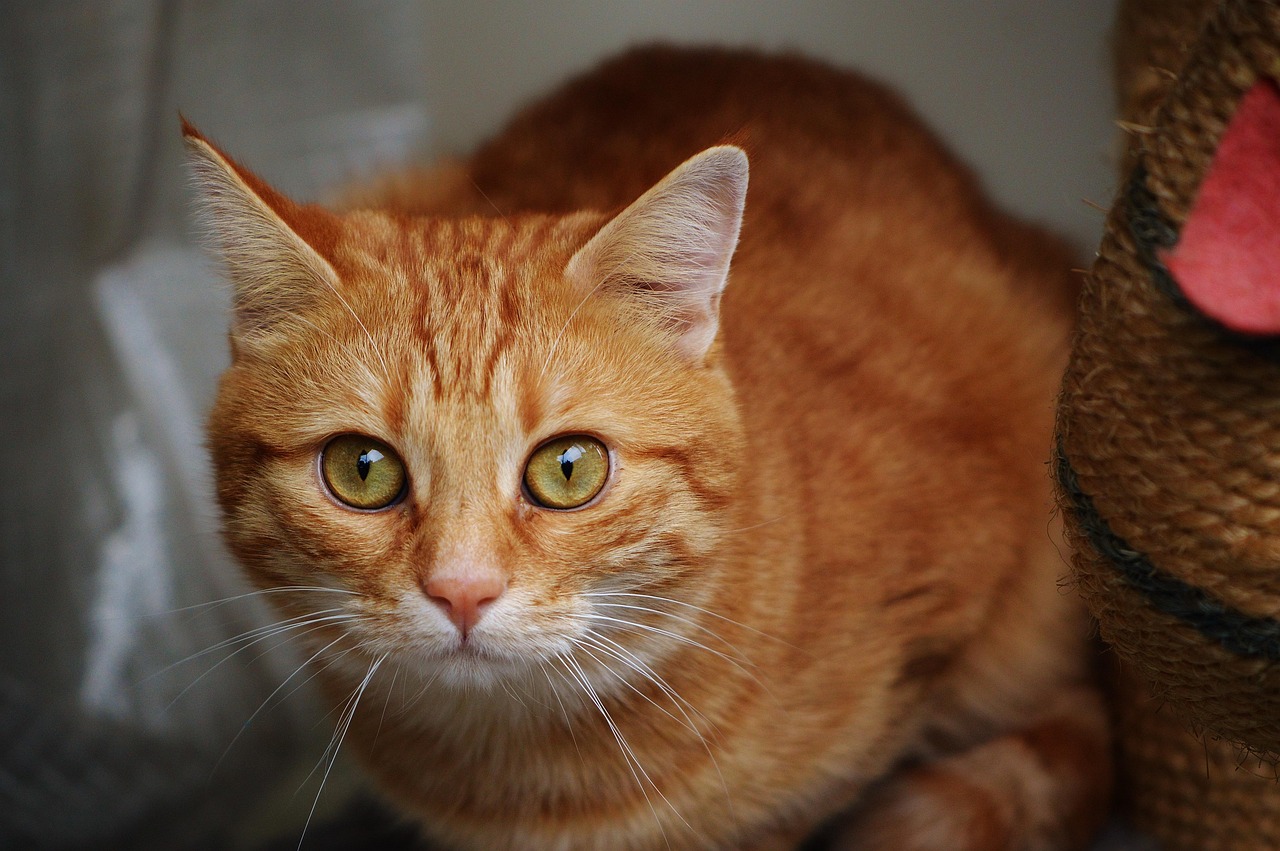 全球流感最新动态,态势更新与应对策略研究