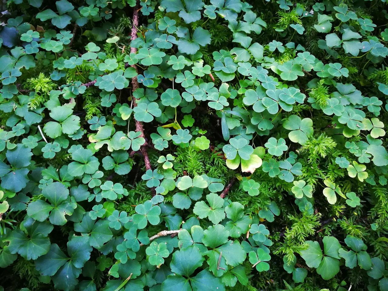 凡口草的最新魅力,探索与应用前景