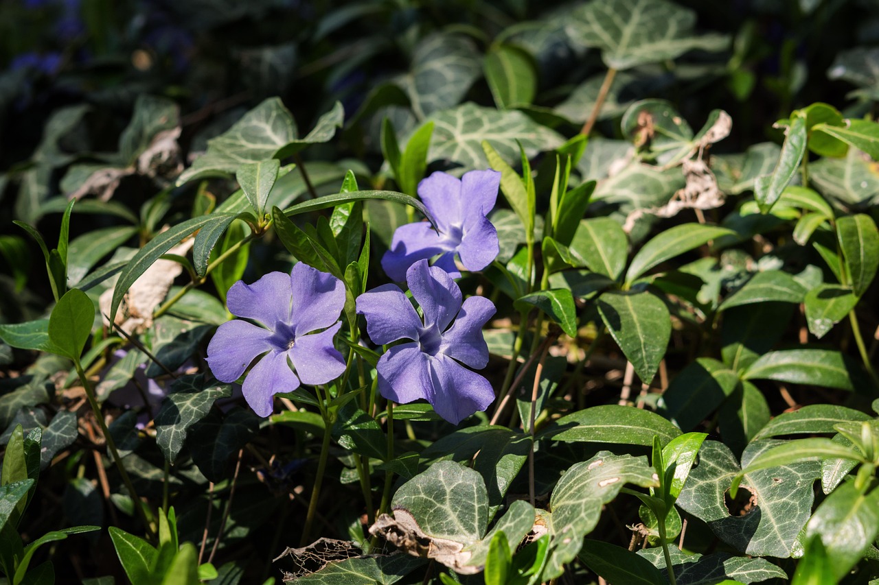 探索最新大棵植物的生机与多样性,生命力与多样性的展现