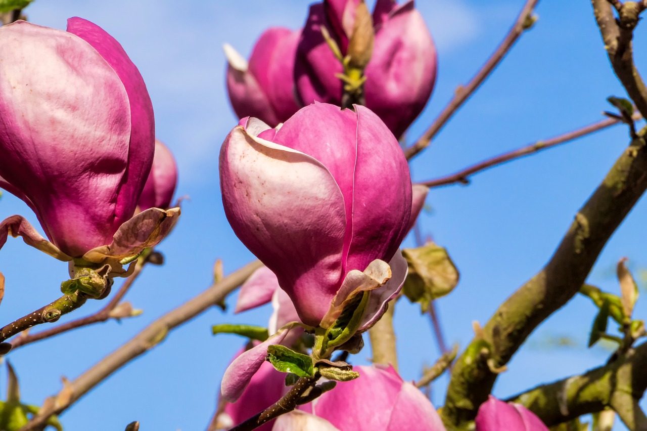 全球肺炎疫情最新动态,影响与应对策略解析