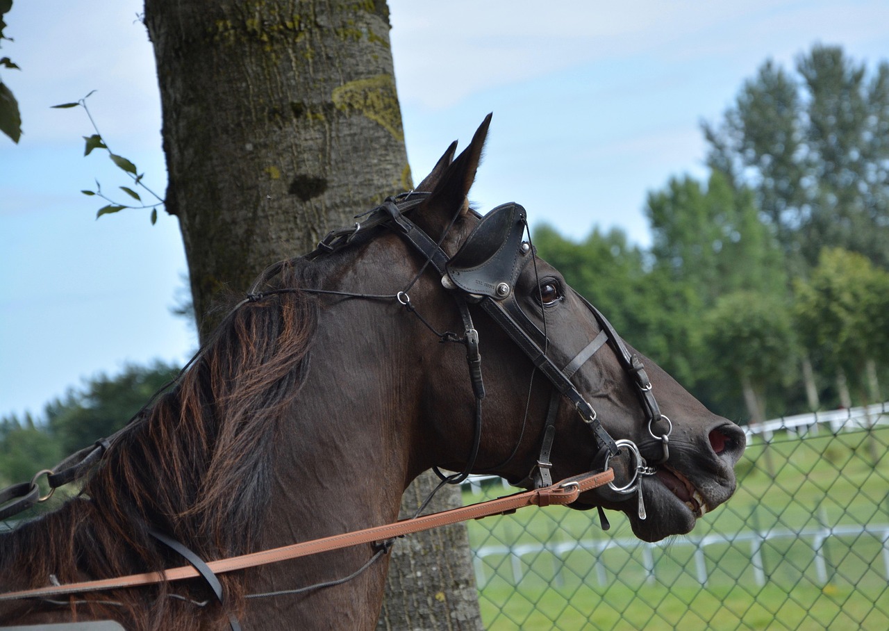 生态链中的独特存在,豺狼虎狈最新揭秘