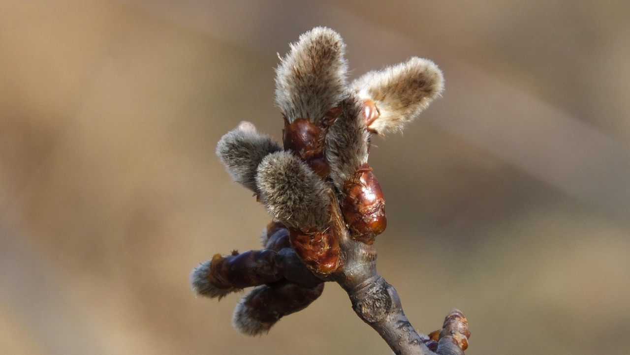 柳婉音最新动态,绽放的音乐之花