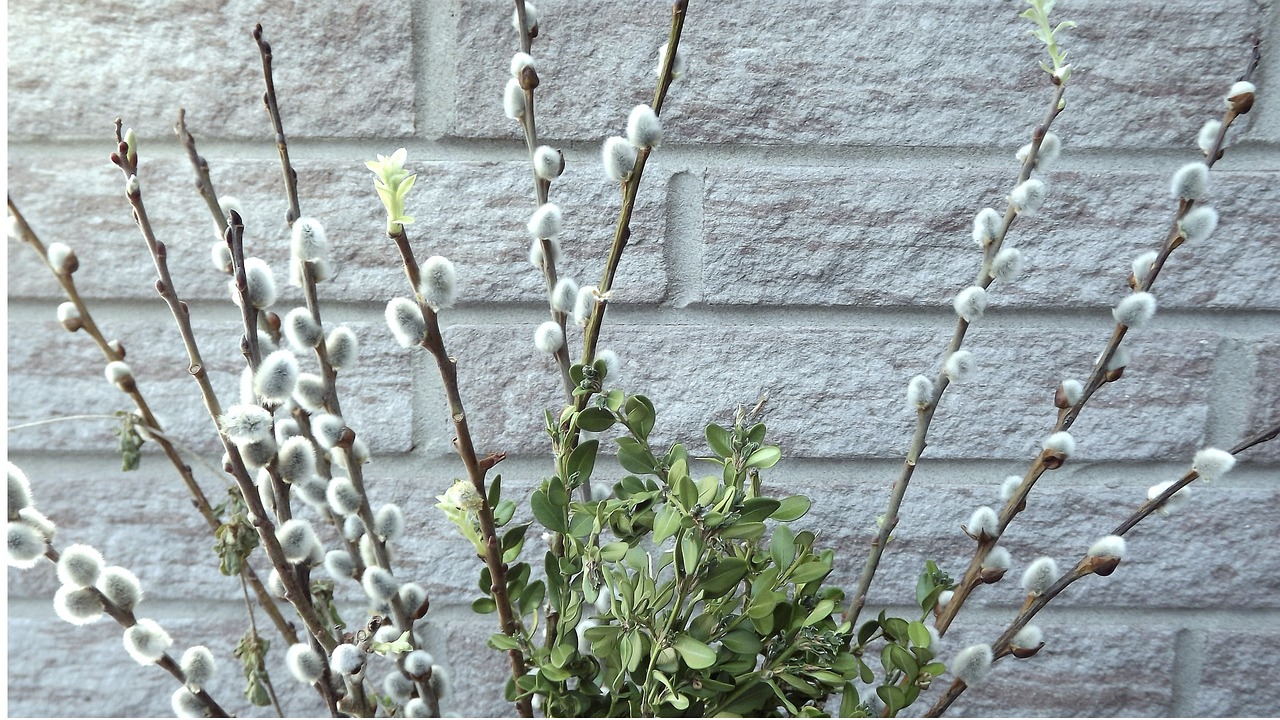 柳婉音最新动态,绽放的音乐之花