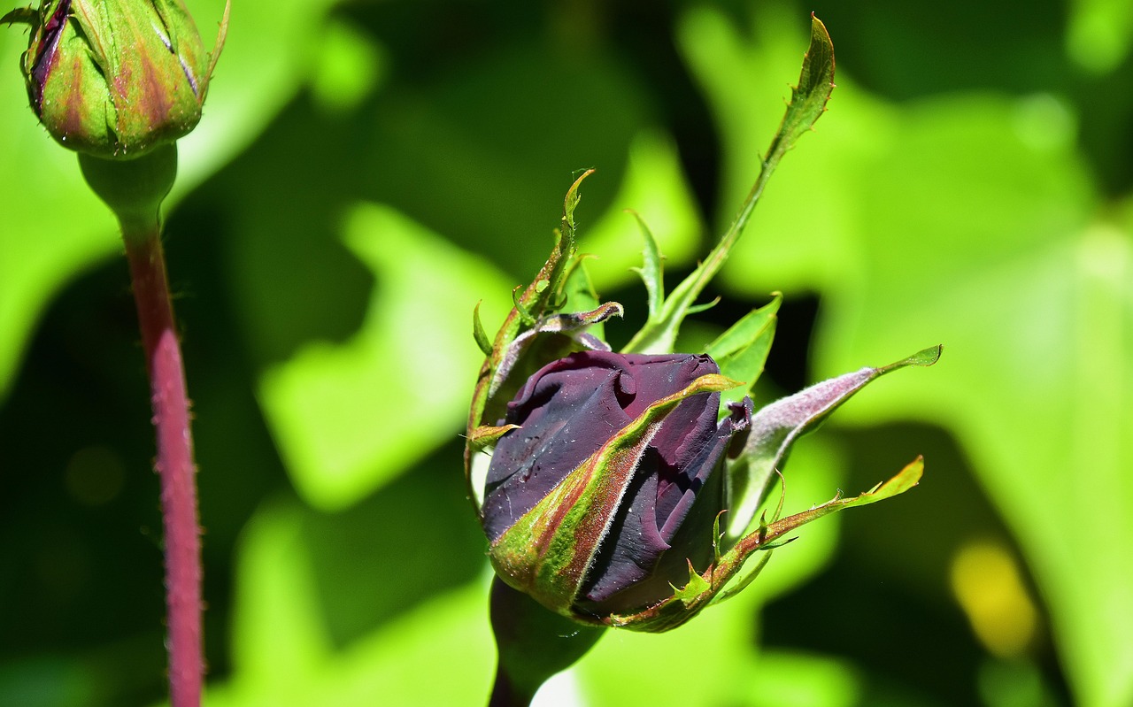 黄嘉千最新动态与成就,娱乐与公益领域的蓬勃发展之路