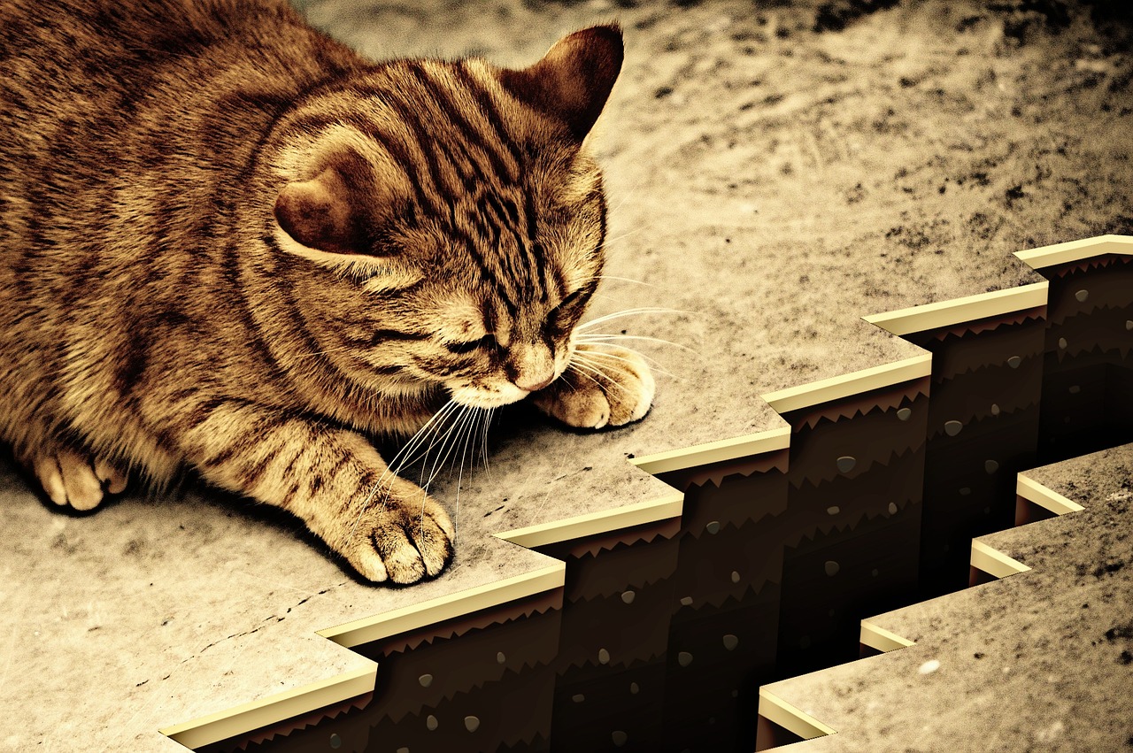 猫咪最新破解apk应用体验与风险解析