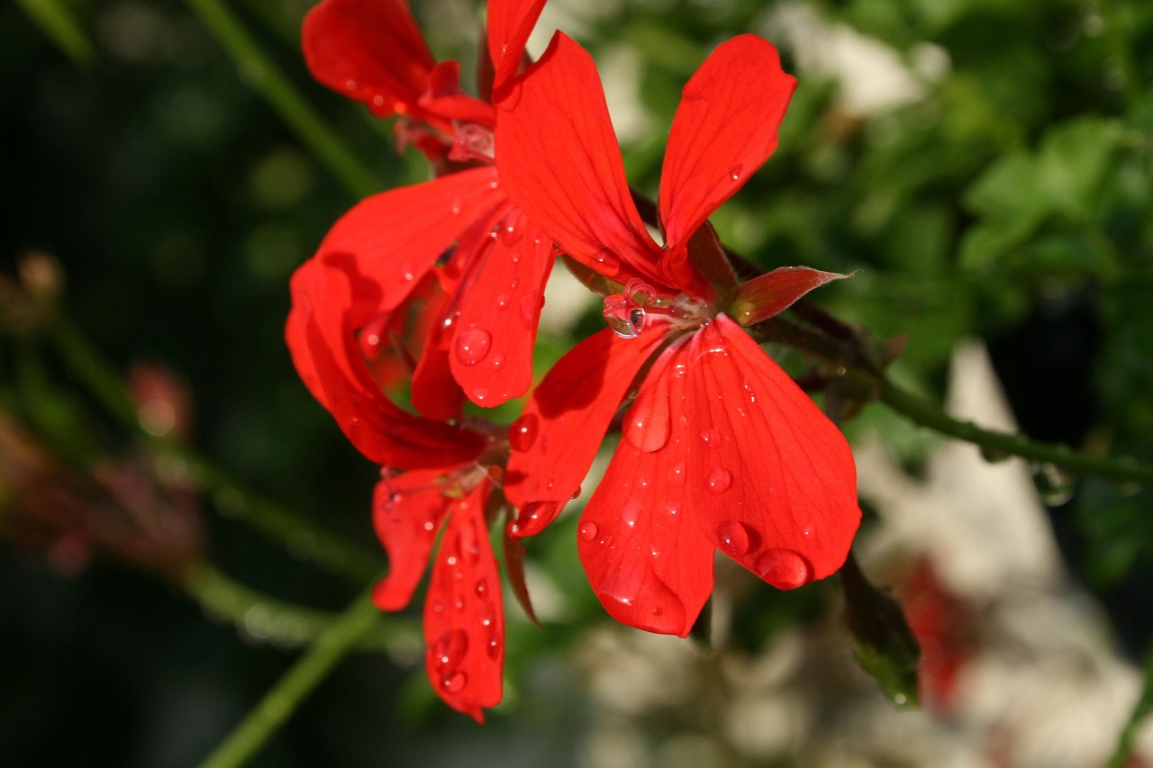 欧欧姐最新动态，闪耀之星，引领时尚潮流之巅