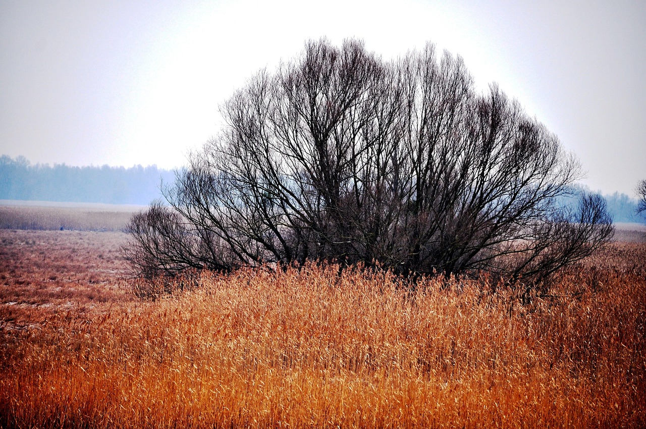 东郊湿地公园最新动态及体验分享