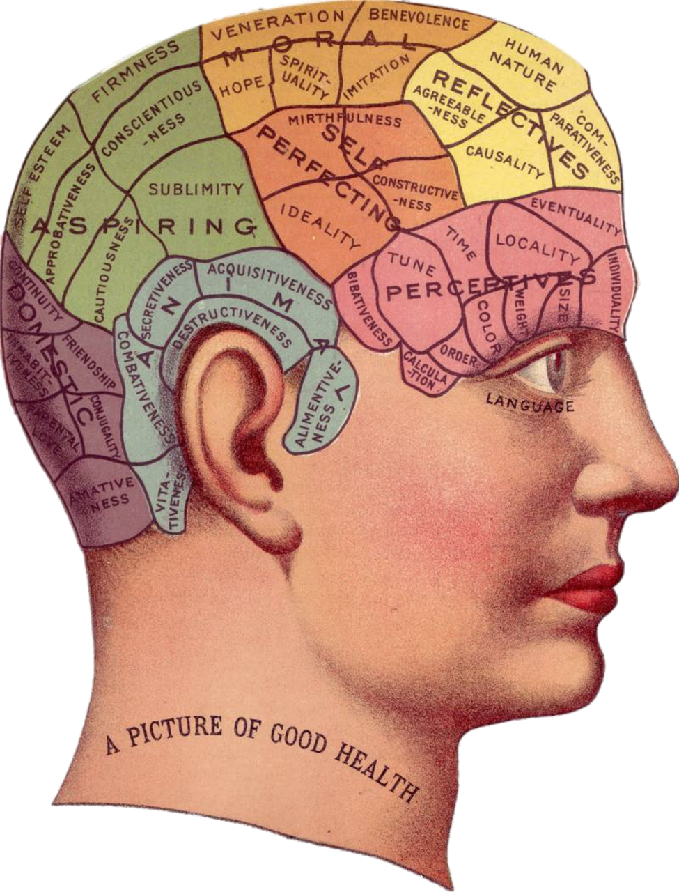 脑虫记最新，探索人类心智的新篇章