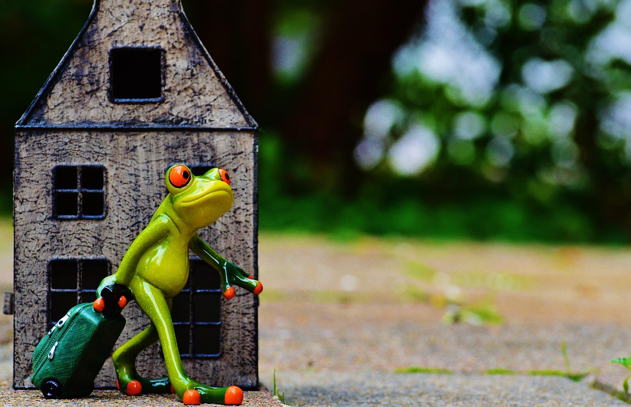 探索神秘生物世界，最新青蛙视频之旅