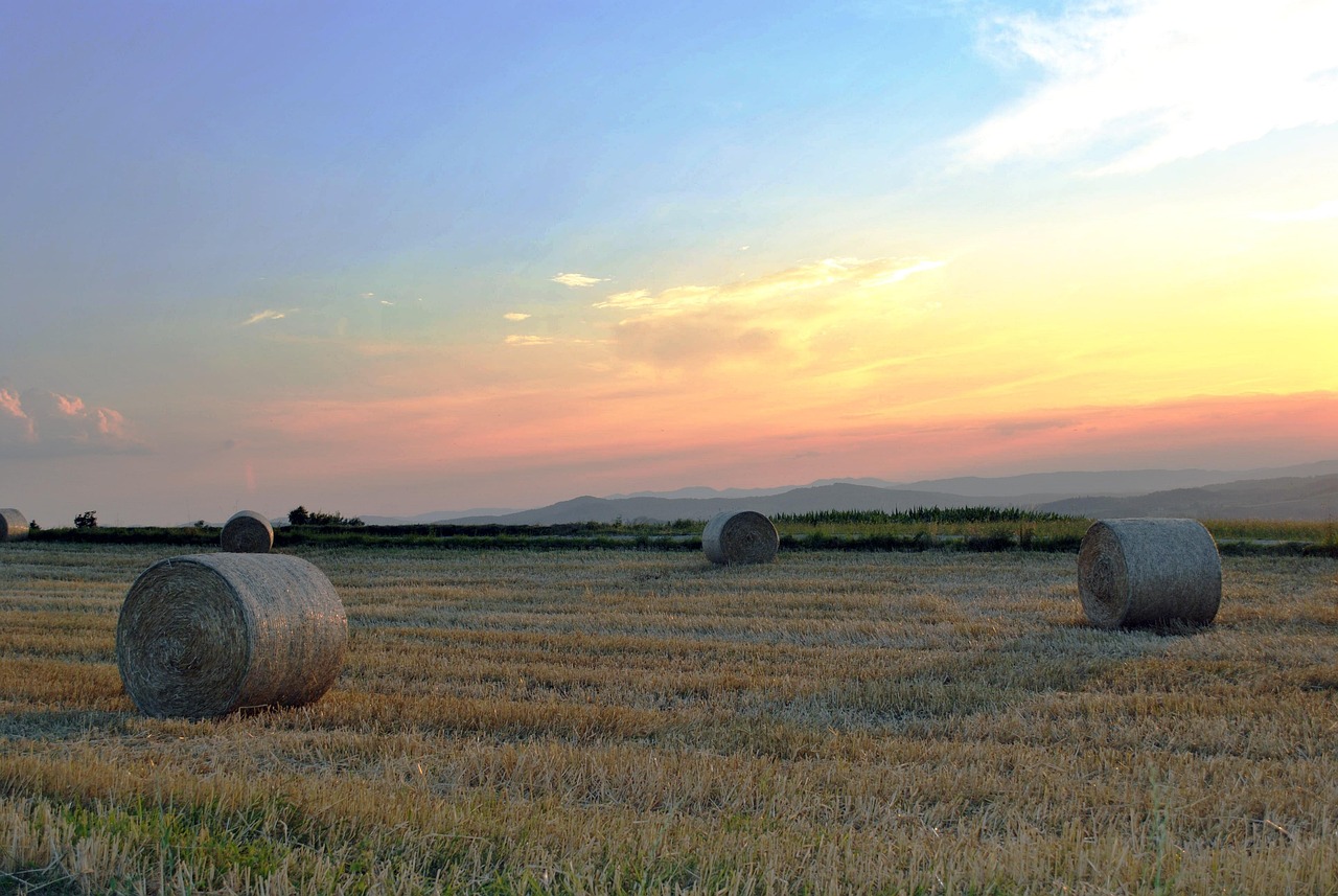 推动农业现代化，助力乡村振兴，最新三农动态概览