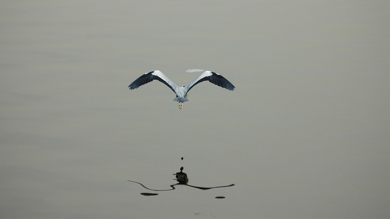 最新病例数量动态,影响与应对策略解析
