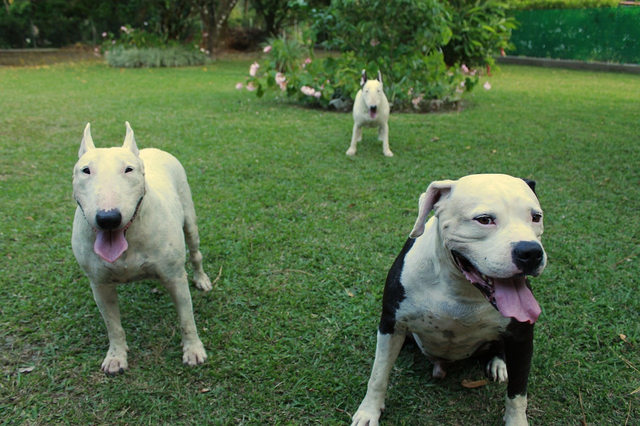 二驴最新照片揭示,背后的故事与成长变迁