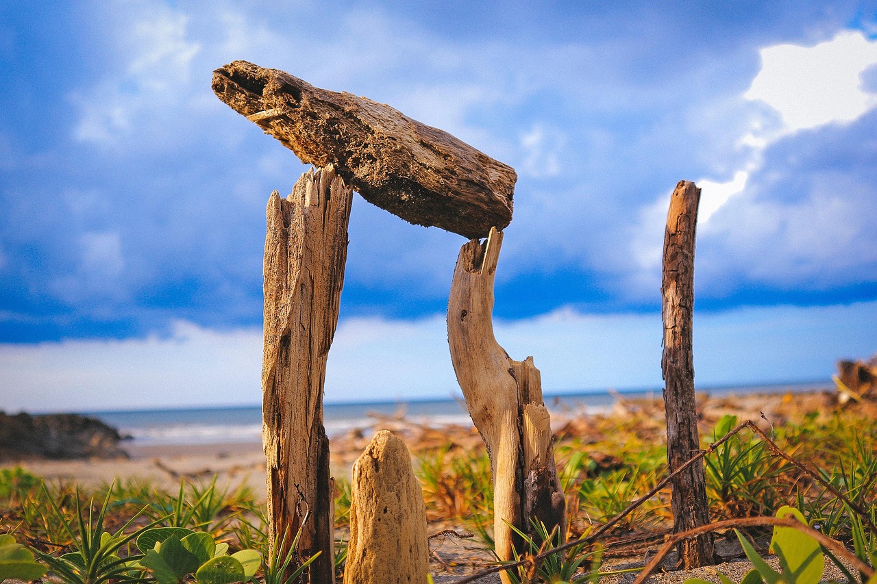 美国大选最新结果及动态分析