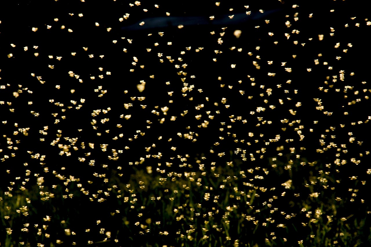 革新视觉体验,最新触电视频展望未来趋势