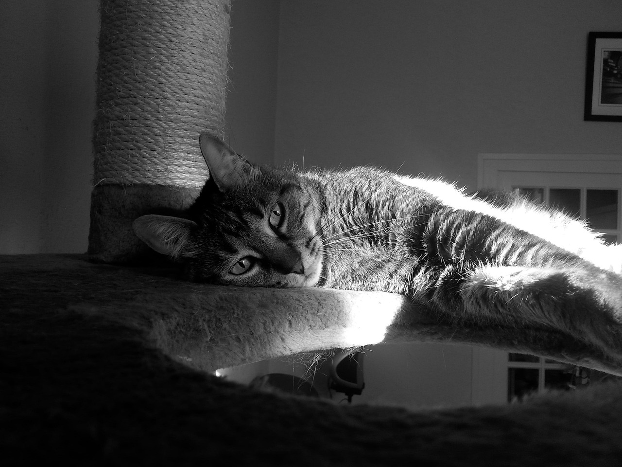 法律与人性的双重审视，最新偷狗被打事件曝光引发社会热议