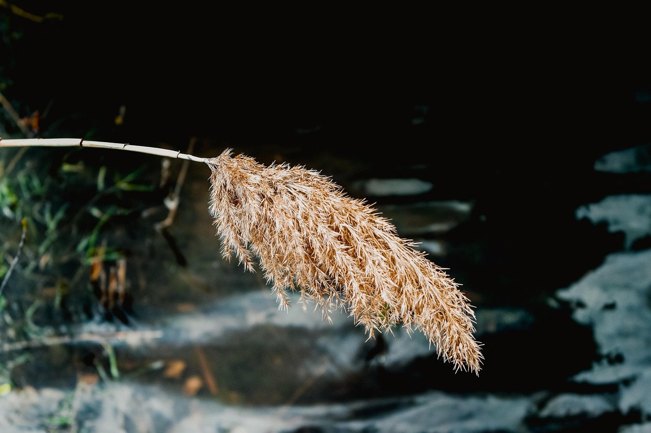 美国密歇根最新选举动态分析与结果预测