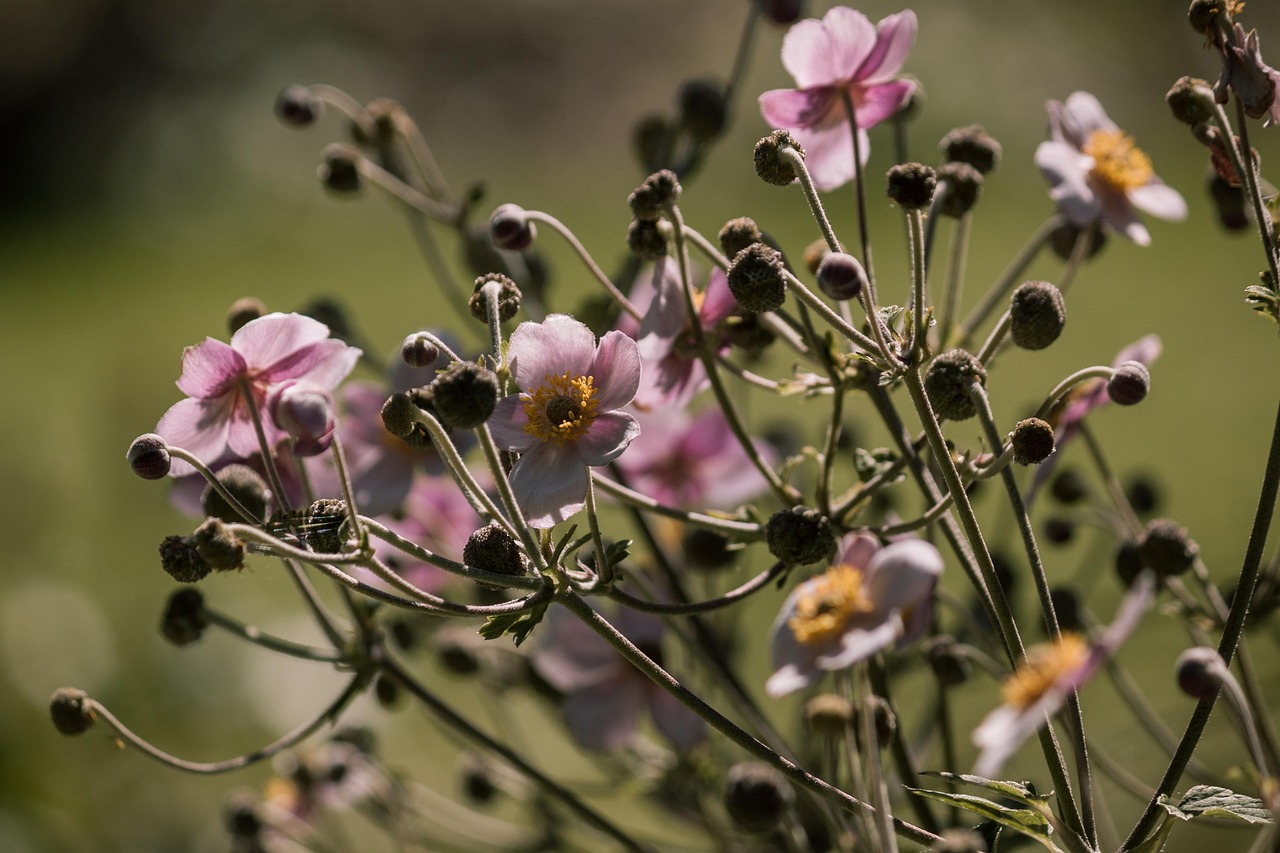 深圳最新冠性疫情动态及应对策略揭秘