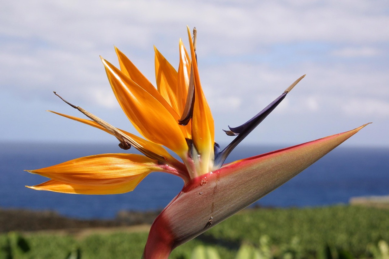 自然与艺术交融,丹顶鹤盘眼影展现最新魅力