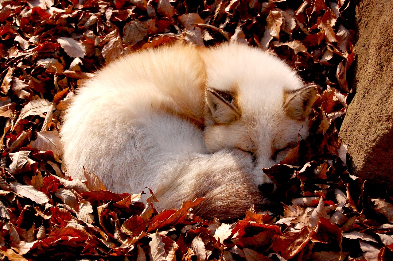 自然与艺术交融,丹顶鹤盘眼影展现最新魅力