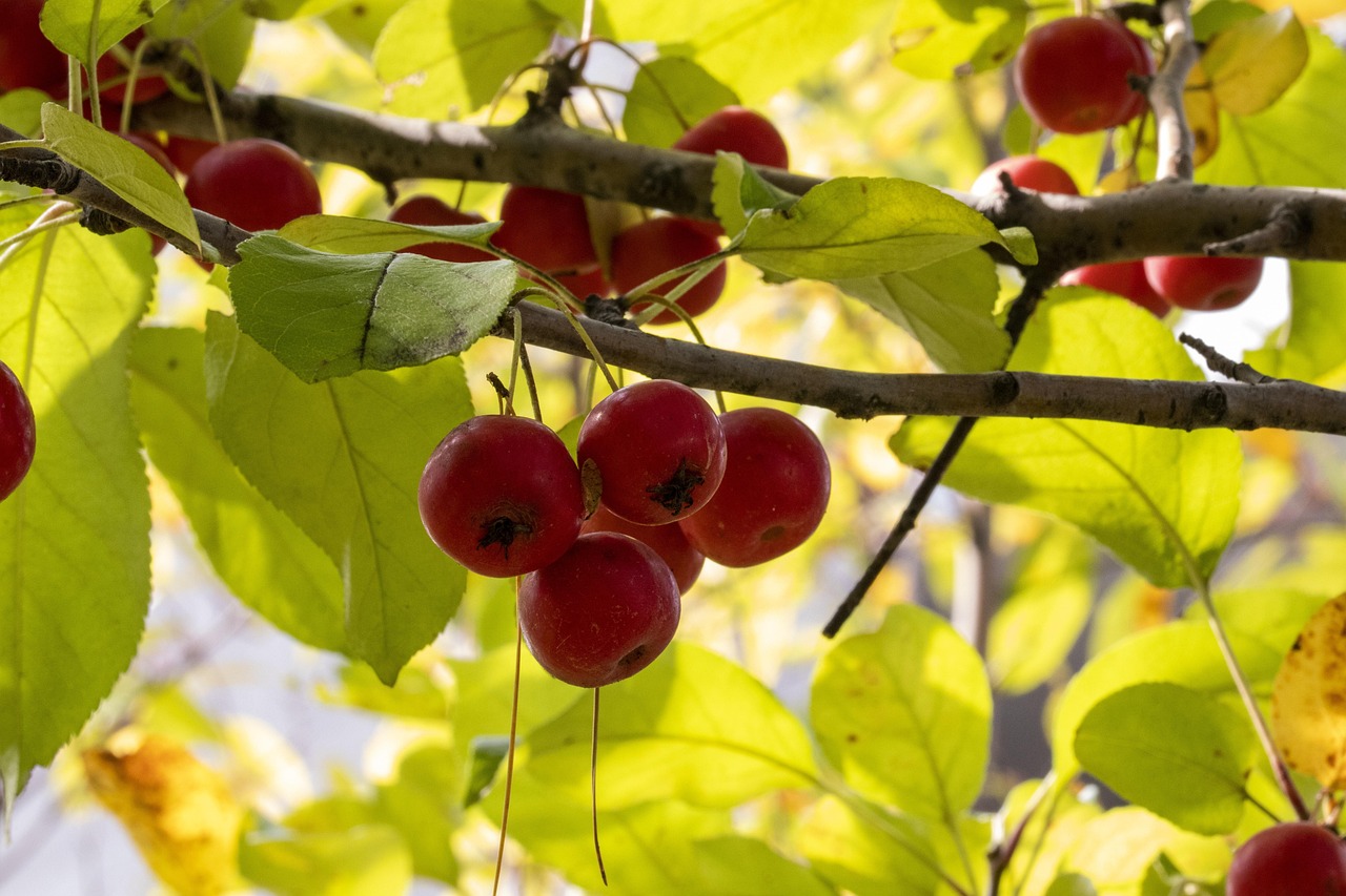 印尼肺炎疫情最新动态更新