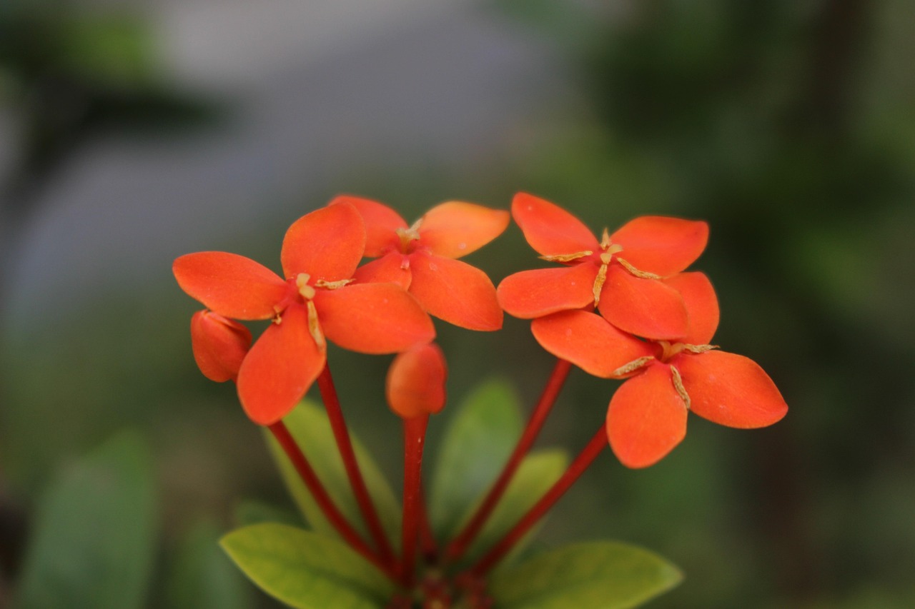 仙绿引领绿色科技,塑造美好未来的最新动态