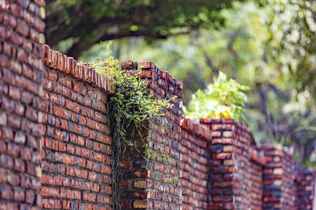 苗圃最新日程揭秘,绿色生态探寻之旅