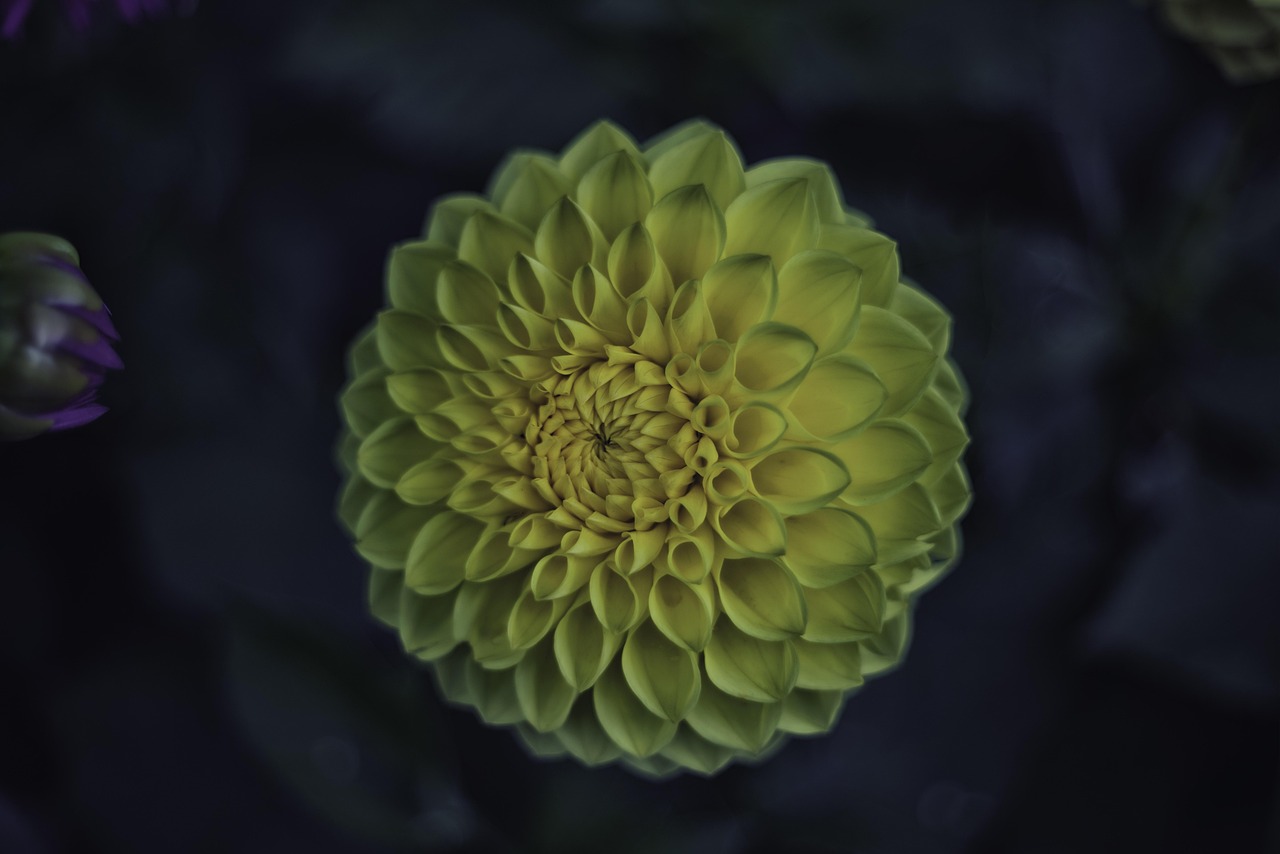 日本最新动态与发展趋势独家报道