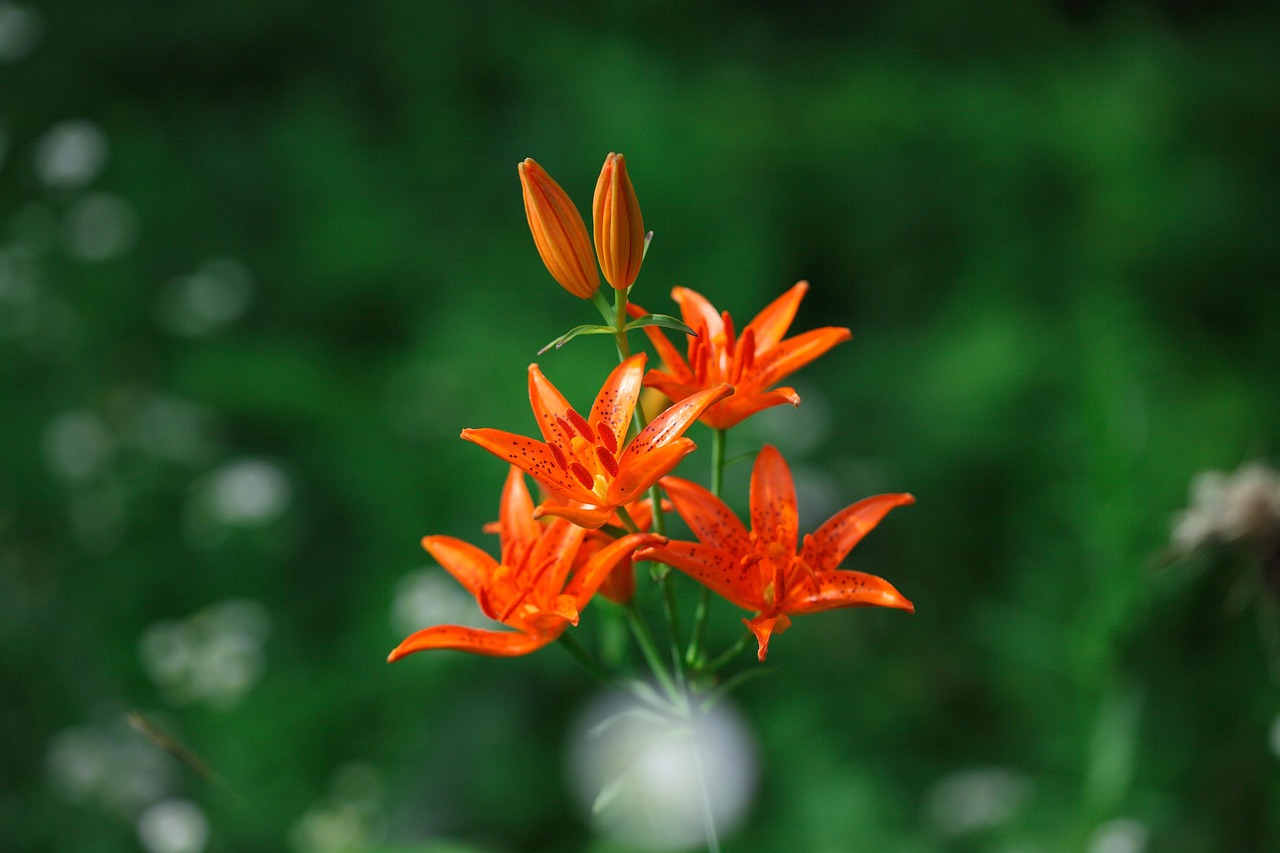最新海棠花的魅力与特点概述